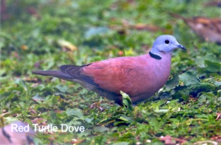 Red Turtle Dove